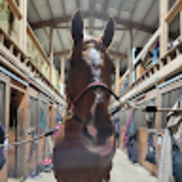 Meet your Posher, Mikaela - Picture 1 of 1